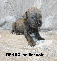 RENNO