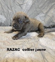 RAZAC