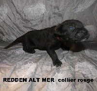 REDDEN ALT MER