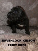 RAVENLOCK KINSON