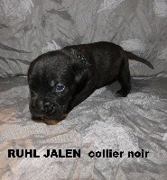 RUHL JALEN