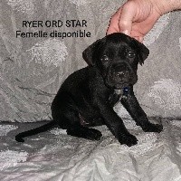 RYER ORD STAR