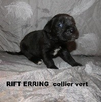 RIFT ERRING